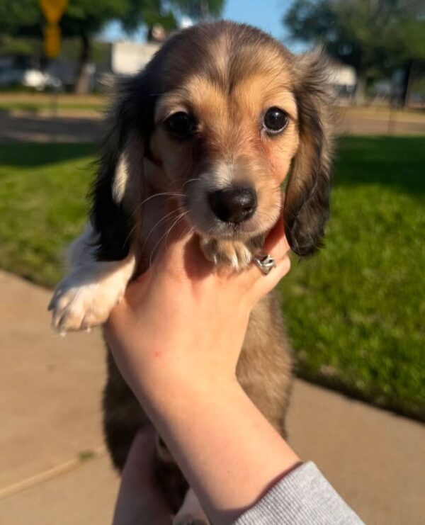 Bentley