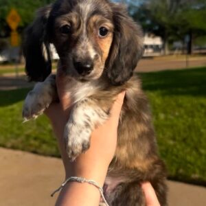 Cooper