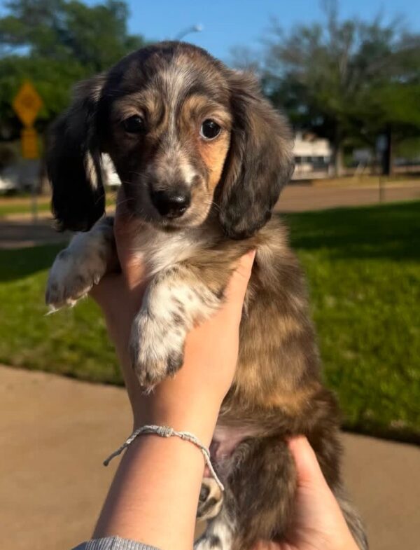 Cooper