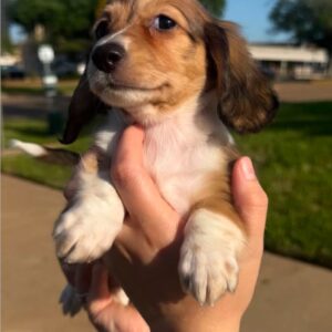 Duke