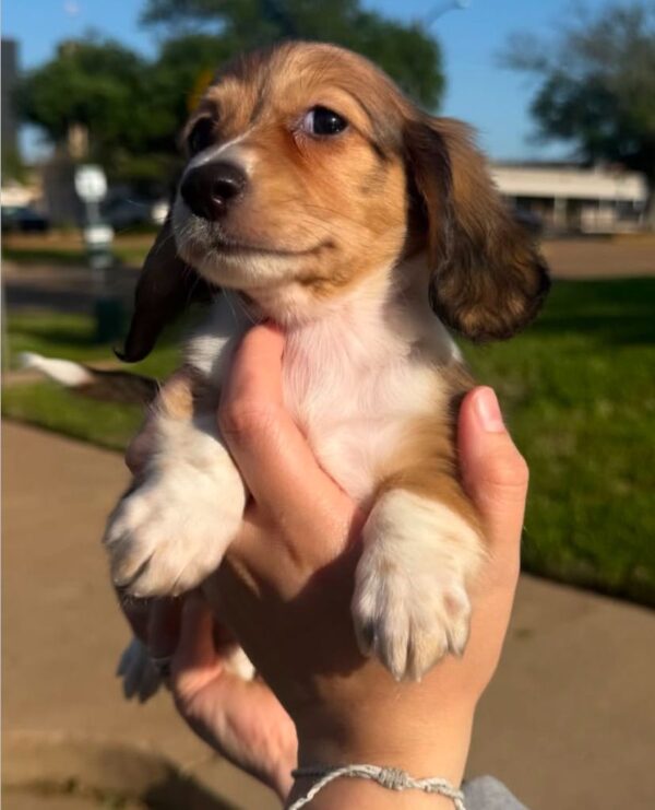 Duke