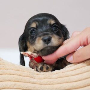 Toby