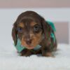Rocky
