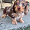 Oliver
