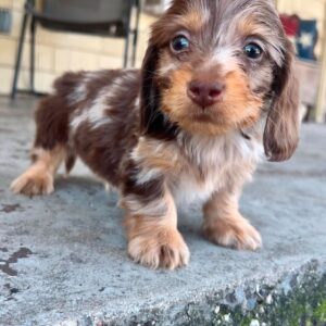 Oliver