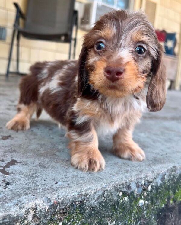 Oliver