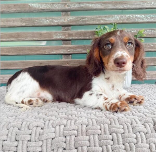 Molly